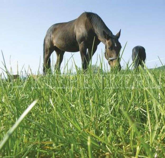 Bild 1 von Kiepenkerl Country Horse 2122 Pferdeweide Kräutermenü - 1,5 kg