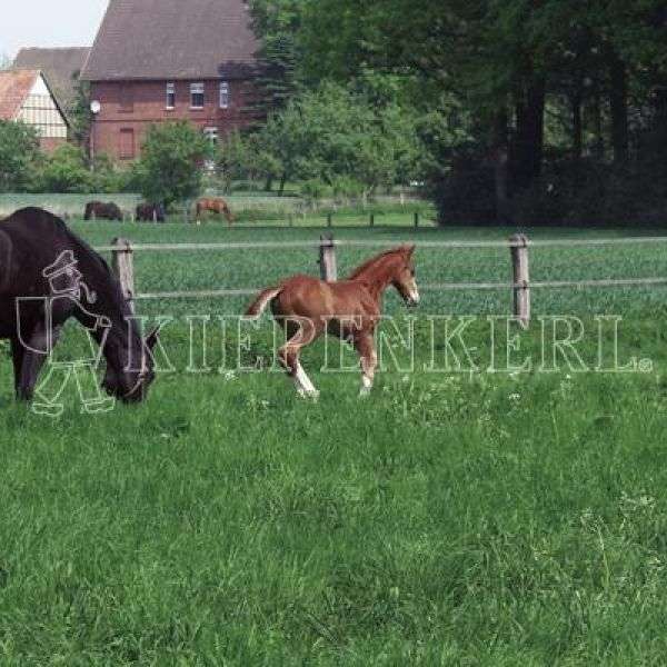 Bild 1 von Kiepenkerl Country Horse 2117 Pferdeweide - 10 kg