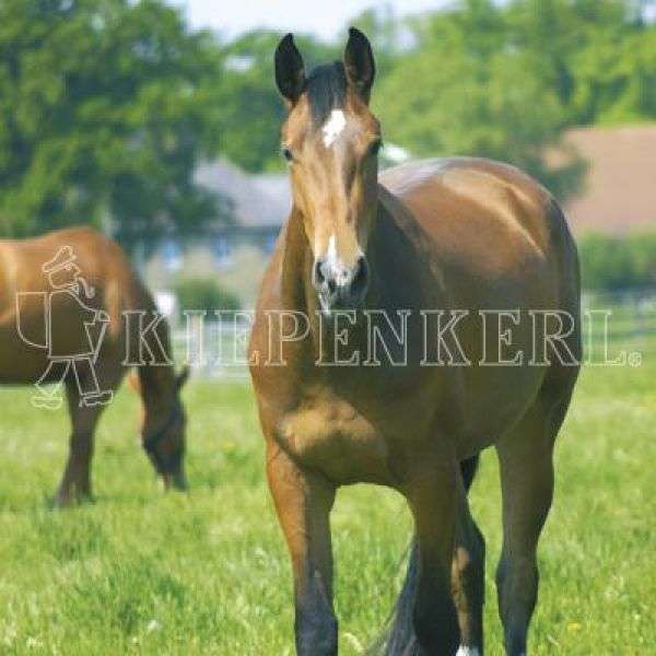 Bild 1 von Kiepenkerl Country Horse 2120 Pferdeweide Balance - 10 kg