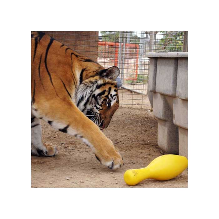 Bild 1 von Tuggo Shake N Fetch - Small - von Tigern getestet!