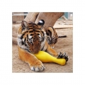 Bild 3 von Tuggo Shake N Fetch - Large - von Tigern getestet!  / (Variante) Pink