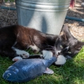 Bild 2 von Robocat Goldfisch - 30 cm