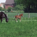 Kiepenkerl Country Horse 2117 Pferdeweide - 10 kg
