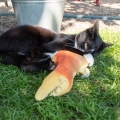 Bild 5 von Robocat Goldfisch - 30 cm