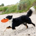 Bild 4 von Trixie TPR Dog Disc, schwimmfähig  / (Variante) Trixie TPR Dog Disc, schwimmfähig 18 cm