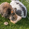 Bild 5 von Trixie Snack Box für Vögel und Kleintiere