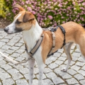 Bild 6 von Trixie Panik-Adapter Stay für Geschirre  / (Variante) S–M/38–57 cm