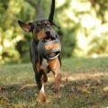 Bild 2 von Bomber Xtreme by Zeus  / (Variante) Bomber Xtreme by Zeus 15 cm