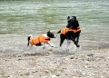 Bild 6 von Kerbl Hunde-Schwimmweste